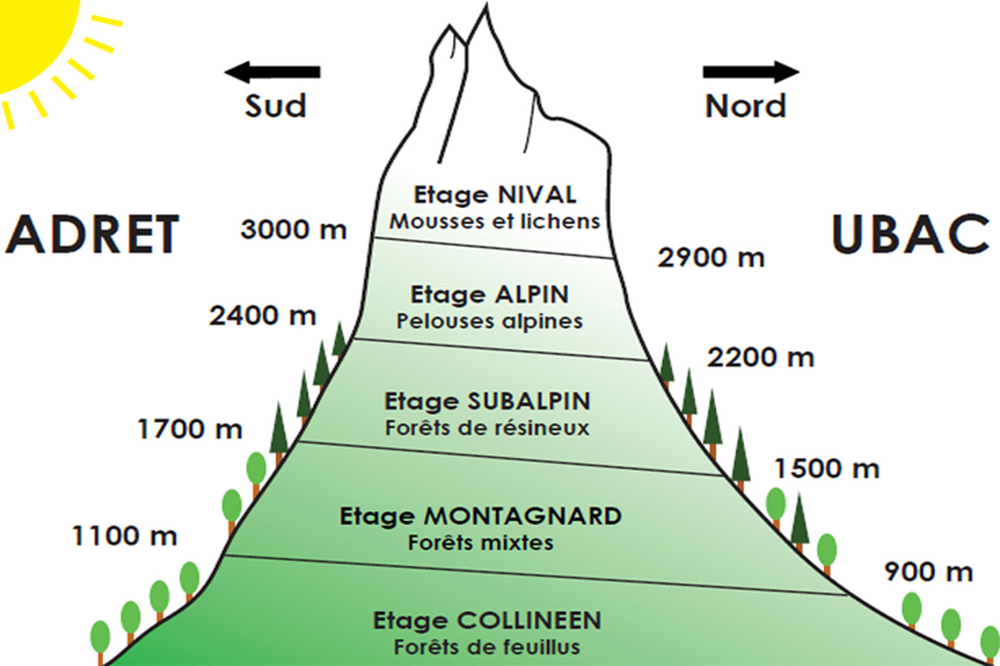 Étagement de la végétation dans les Alpes de la région du briançonnais