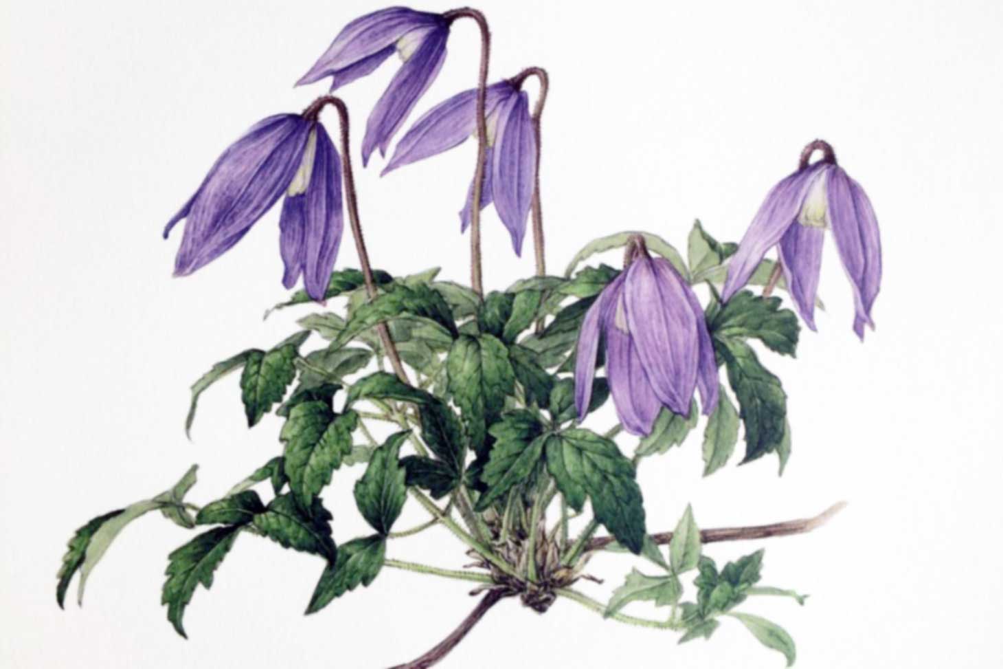 Le troisième catalogue Dominique Villars