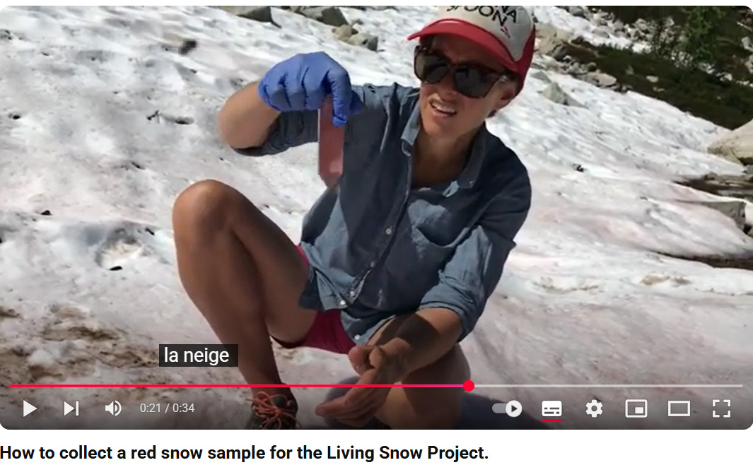 Tuto comment collecter des algues des neiges